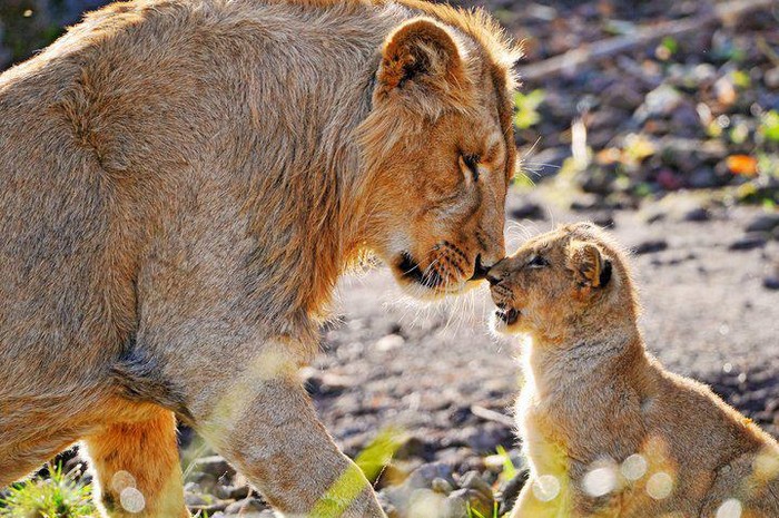 Sư tử dành tình cảm cho con.